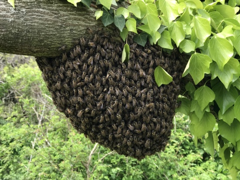 【美味しさに感動】日本蜜蜂の生ハチミツ170g×2個 + 蜂蜜 100g小瓶おまけ付き