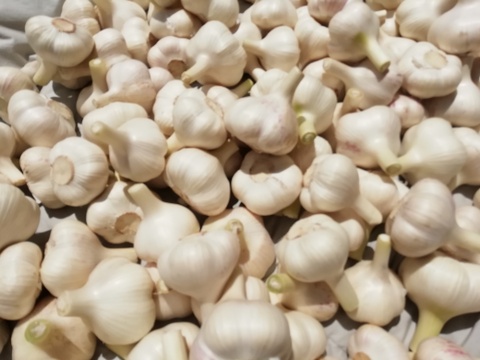 おいしさ、ぎゅっと‼ 2020年産にんにく 1kg
