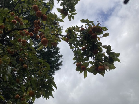 甘柿　次郎柿　箱込みの重さ５キロ　京都産