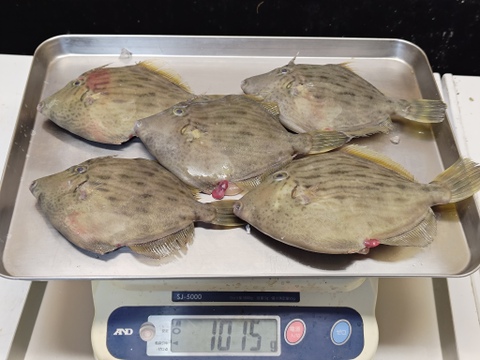 【肝がバターのようだ】本カワハギ/5尾/1015g【生】【本日限定販売】