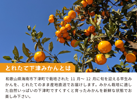 とれたてしもつみかん5kg｜和歌山県海南市下津町から産地直送でお届け