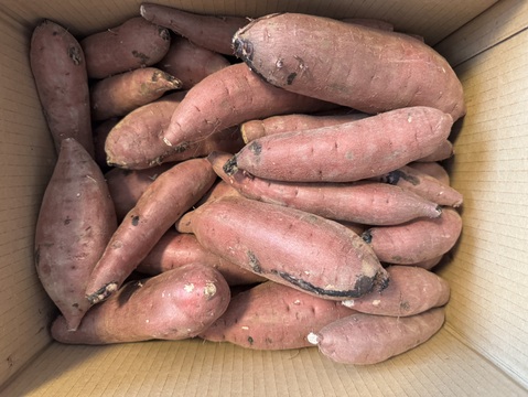 さつまいも(紅はるか)10kg S 〜Lサイズ