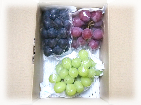 味見3房・種あり巨峰、シャイン、クイーンニーナ、計約900g(約300g×3)※信州の環境にやさしい農産物（長野県認証）食べ比べ