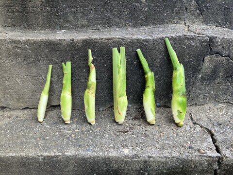 今が旬！秋の味覚『マコモタケ』1.5㎏