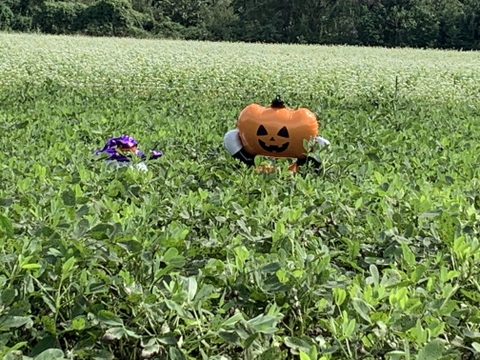 おおまさりネオ】千葉県産 生落花生！極大粒で1Kg 新豆2026年収穫