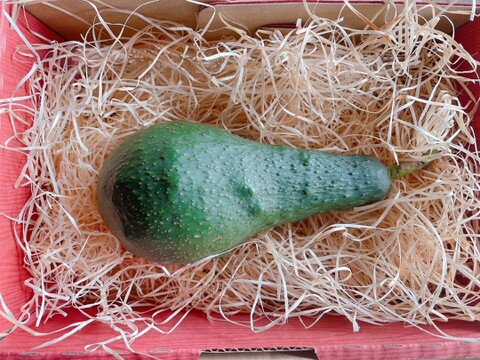 【愛知県産】希少な国産アボカド