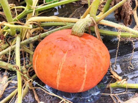 べにくり(約3kg 2～4玉）★赤色鮮やかな栗風味かぼちゃ！【冬ギフト】