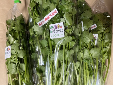 甘さすら感じる爽やかフレッシュな香り　【十文字パクチー(根付き)】７０g×１０パック