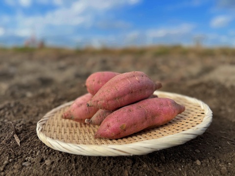 【熟成1か月超でお届け】クリーミーな密芋！富山県産 安納芋 10kg