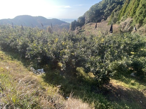 プチプチで濃厚な甘み！肥前ユース5キロ