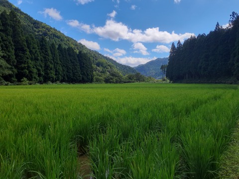 自然を大切に栽培した【玄米 10kg】令和４年 京都・美山産