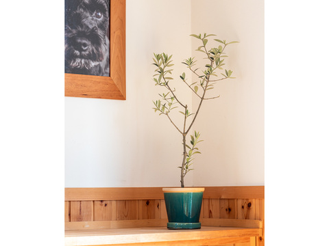 オリーブ 鉢植え 「セントキャサリン」 シンボルツリー 観葉植物