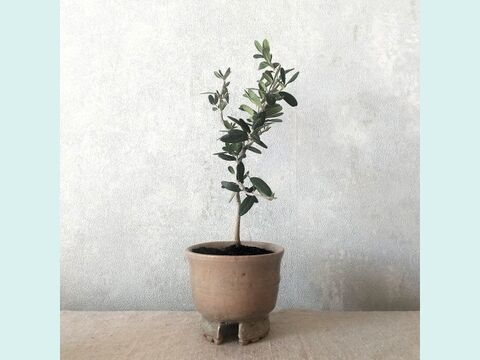 【ギフトにも◎】種から育てた南アルプスのオリーブ盆栽（PS228）