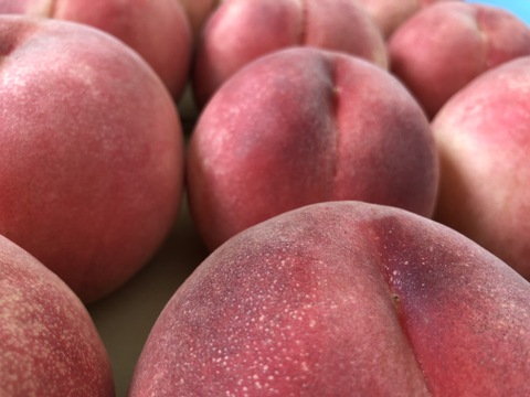 桃「玉うさぎ」家庭用5kg（10〜18玉）