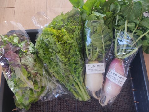 ✨朝どれサラダ野菜セット（ミニ大根2本+ミックスレタス200g+わさびリーフ200g）農薬・化成肥料不使用✨