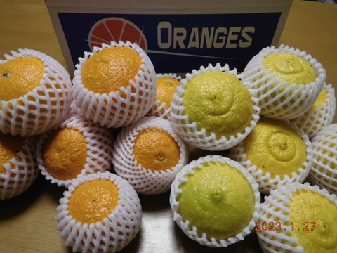 秀品🍊贈答に！
"不知火（伊豆デコ）" &"はるか"の　初春のうれしい食べ比べセット！ 　正味4.0㎏