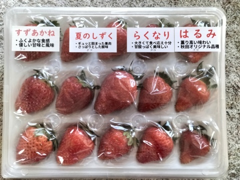 イチゴ ４パック    もぎたて新鮮な苺を食べ比べ！豊かな味と香り
