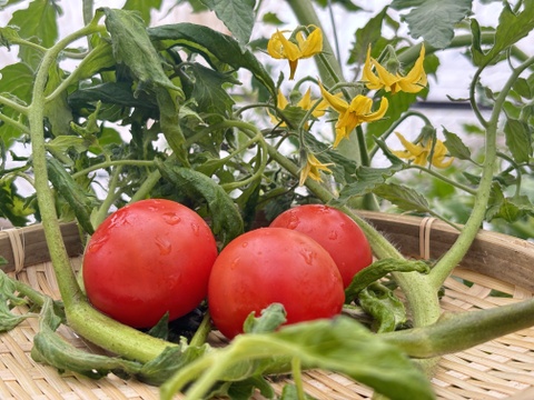 甘酸旨のバランス！ソプラノトマト　1kg