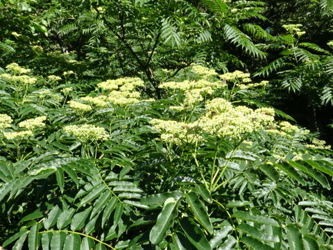 ほろ苦い柑橘系蜂蜜！カラスザンショウ200g入り