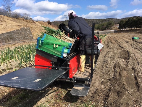 【予約】2026.1発送「白ネギ＆白菜」鍋セットとろ〜り柔らか♡甘さある長ネギ～カットネギこだわりの果物堆肥1㎏60サイズ＜ネギは白い部分のみ1/3白菜も1/4にカットして箱に詰めてお届け♪＞