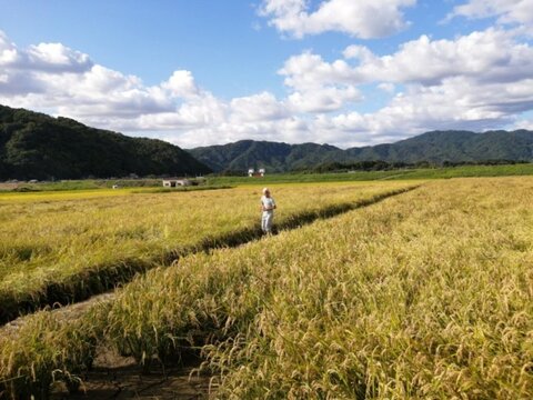 新米2020　黄金の実り【５ｋｇ】京都産ミルキークイーン　　【玄米売り切れました。】