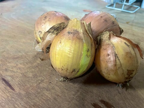 【有機JAS /訳あり 10kg】甘くて美味しい！オーガニック玉ねぎ