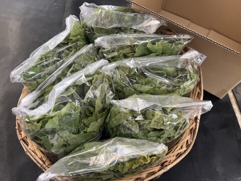 ☆有機JAS認証☆菜花1.6㎏