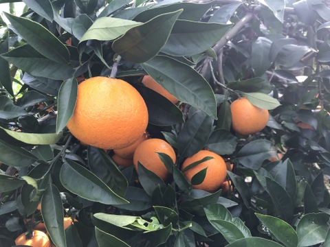 柑橘ジュース4種類飲み比べセット 1000ml（無添加果汁100％）甘夏・八朔・ミックス・皮ごと温州