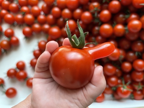 石井食品おまけ付　食卓に笑顔を　真っ赤なみにとまと 1.5kg【トマト食べ比べ】