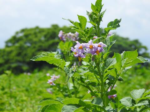 栽培期間化学肥料・農薬不使用！珍しいしっとり美肌はるか5kg