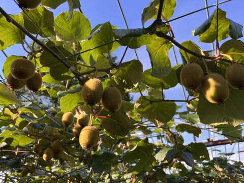 国東半島の地下水で育った栄養満点のキウイを直接お届け！『国東産キウイ』（ワケあり）小玉　中玉　ヘイワード2kg  （22〜35個）
