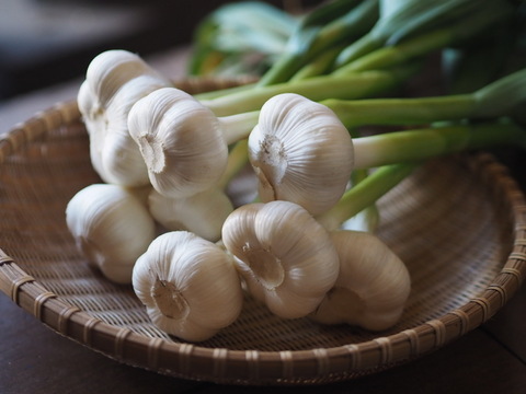 訳あり土付き「生にんにく」50玉【たくさん食べたい人向け】6月中旬以降お届け