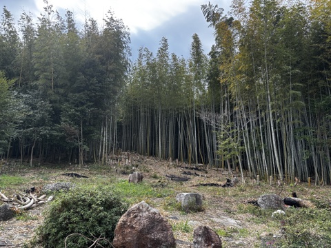 プロ管理竹林のやわらか春タケノコ（出雲産)