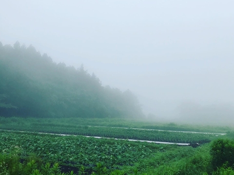 ハーフサイズ那須高原旬の野菜セット 7～8品種　高原の季節をお届けします！