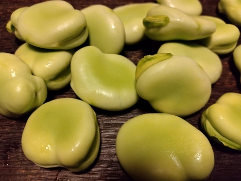 朝採れ そら豆【清水一寸】3.4kg　農薬・化学肥料 不使用