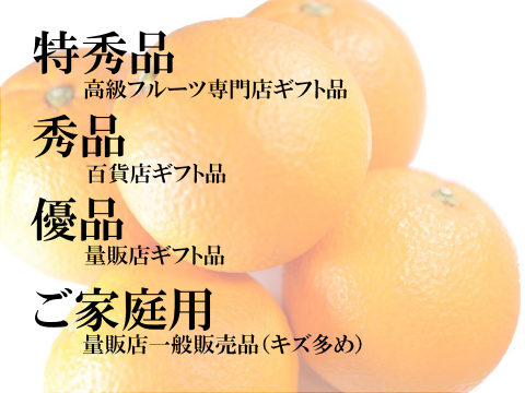 濃厚完熟　蔵出し　愛媛中島産ネーブル　優品・1.8ｋｇ