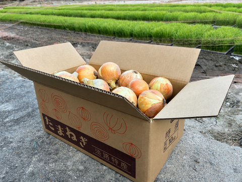 【産地直送】淡路島産甘みたっぷり！ターザン玉ねぎ約10kg