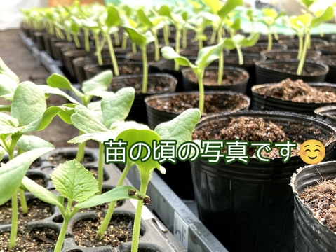 【ギフトにご褒美に！】アールスロイヤルメロン【夢風船直送青肉アールスメロン】約1.6kg