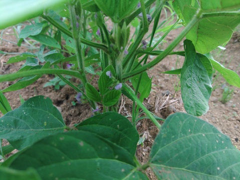 農薬不使用、無肥料栽培、希少!　山梨県上野原産　津久井在来枝豆（枝付き）１ｋｇ