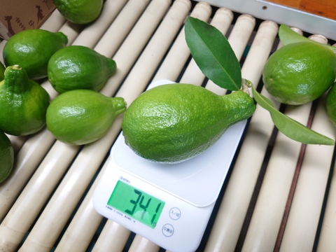 すでに果汁たっぷり！皮まで使える安心グリーンレモン🍋[約1.5kg]