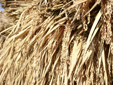 農薬不使用 天日掛け干し 玄米10kg 令和6年産 古米(ふるまい)