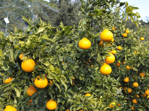 【ご予約受付中】不知火(デコみかん)【家庭用(訳あり)】10kg　322-4