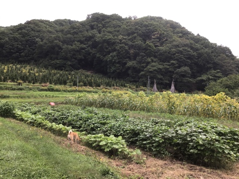 馬と育てた自然栽培　黒小豆　200g