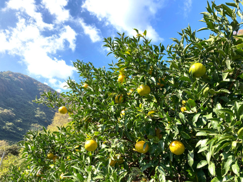 ジュース用訳あり品　甘くて濃厚青島みかん５ｋｇ（サイズ色々・糖度平均12度）