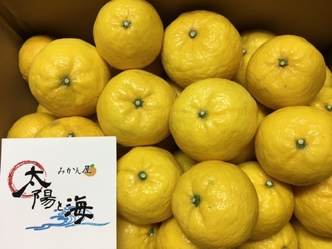 愛媛の媛小春☆混合サイズ☆ご家庭用☆3㎏