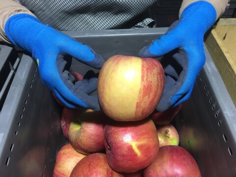 【先行予約】　\ 家庭用 /　サンふじ 5ｋｇ　青森県産りんご