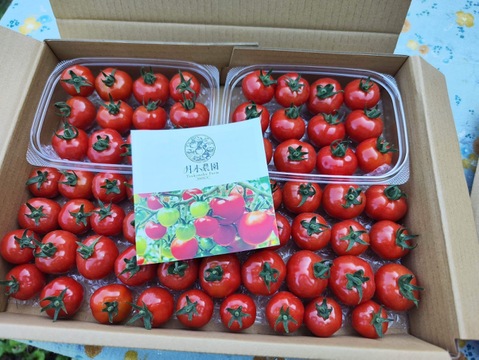 野菜の宝石！【プチぷよとまと】（850g×３箱）約2,6㎏