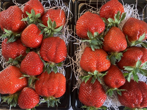 農薬化学肥料不使用🍓北海道限定品種‼️【朝どれ】けんたろう苺　500g🍓