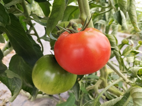 木生りで赤く熟した！コク旨なトマト＜2,500g＞