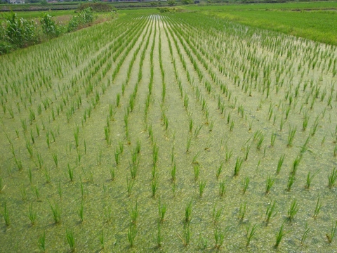 自然栽培　草との闘いに勝ち抜いた令和７年産あきたこまち新米９kg　人と土にやさしい栽培方法　農薬も除草剤も不使用　肥料不使用でゆっくり成長したから、小粒でも土の中の様々な栄養を吸収していると思います